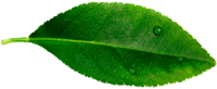 leave__0000_Layer-10.png leave__0000_Layer-10.png