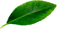 leave__0001_Layer-3.png leave__0001_Layer-3.png