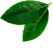 leave__0002_Layer-4.png leave__0002_Layer-4.png