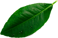 leave__0003_Layer-8.png leave__0003_Layer-8.png